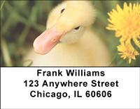 Darling Duckling Address Labels