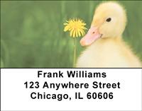 Darling Duckling Address Labels