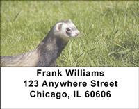 Ferrets In The Grass Address Labels