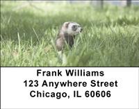 Ferrets In The Grass Address Labels