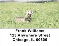 Ferrets In The Grass Address Labels