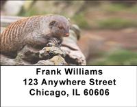Banded Mongoose Address Labels
