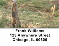 Banded Mongoose Address Labels