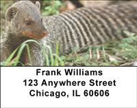 Banded Mongoose Address Labels