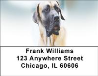Majestic Great Danes Address Labels