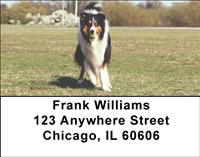 Cute Collies Address Labels