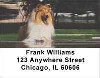 Cute Collies Address Labels