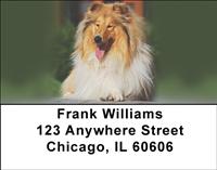 Cute Collies Address Labels