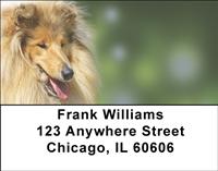 Cute Collies Address Labels
