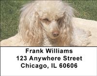 Apricot Poodles Address Labels