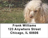 Apricot Poodles Address Labels