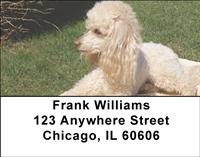 Apricot Poodles Address Labels