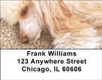 Apricot Poodles Address Labels