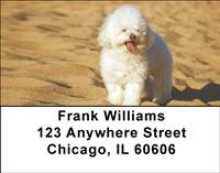 Poodles At The Beach Address Labels