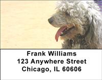 Poodles At The Beach Address Labels