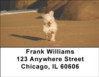 Poodles At The Beach Address Labels