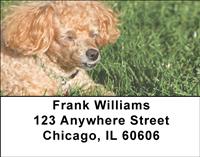 Poodles At The Park Address Labels
