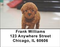 Red Toy Poodle Address Labels