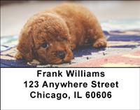 Red Toy Poodle Address Labels