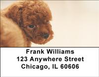 Red Toy Poodle Address Labels