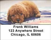 Red Toy Poodle Address Labels