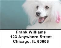 Dolled Up Poodles Address Labels