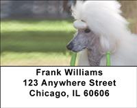 Dolled Up Poodles Address Labels