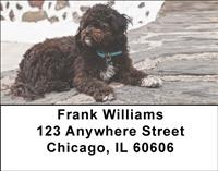 Chocolate Poodles Address Labels
