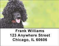 Black Poodles Address Labels