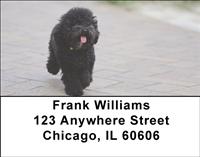 Black Poodles Address Labels