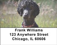 Black Poodles Address Labels