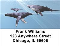 Whale Illustration Address Labels