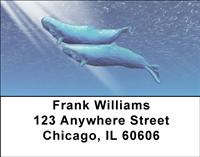 Whale Illustration Address Labels