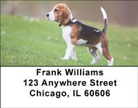 Beagle Puppy Address Labels