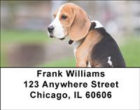 Beagle Puppy Address Labels