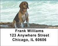 Beagles At The Beach Address Labels