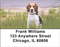 Beagles At The Beach Address Labels