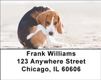 Beagles At The Beach Address Labels