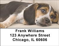 Resting Beagles Address Labels