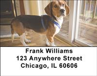 Cute Beagles Address Labels