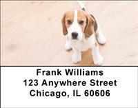 Cute Beagles Address Labels
