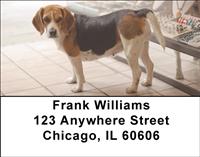 Cute Beagles Address Labels