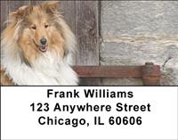 Classic Collies Address Labels