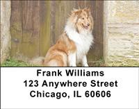 Classic Collies Address Labels