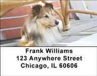 Classic Collies Address Labels