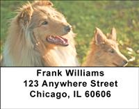 Collie Couples Address Labels