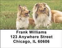 Collie Couples Address Labels