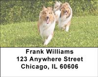 Collie Couples Address Labels