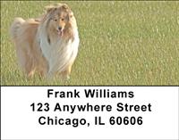 Eager Collies Address Labels