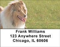 Eager Collies Address Labels